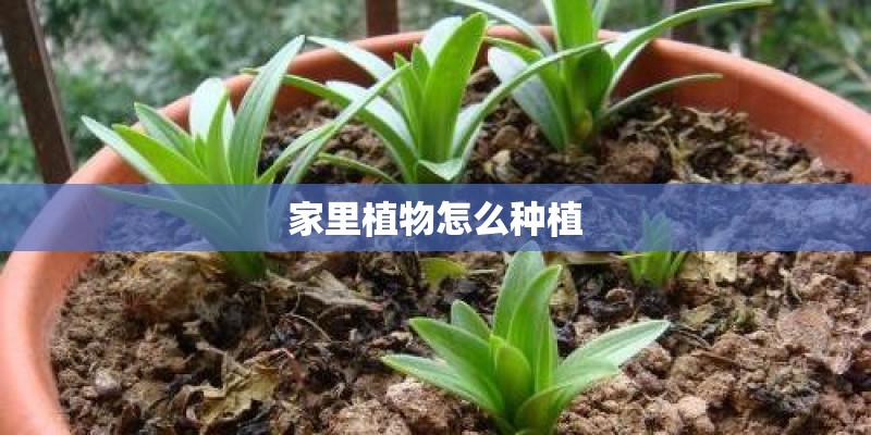 家里植物怎么种植
