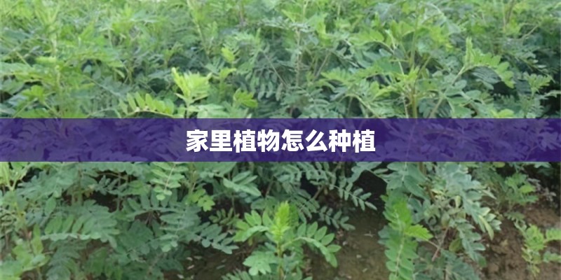 家里植物怎么种植 家里植物怎么种植