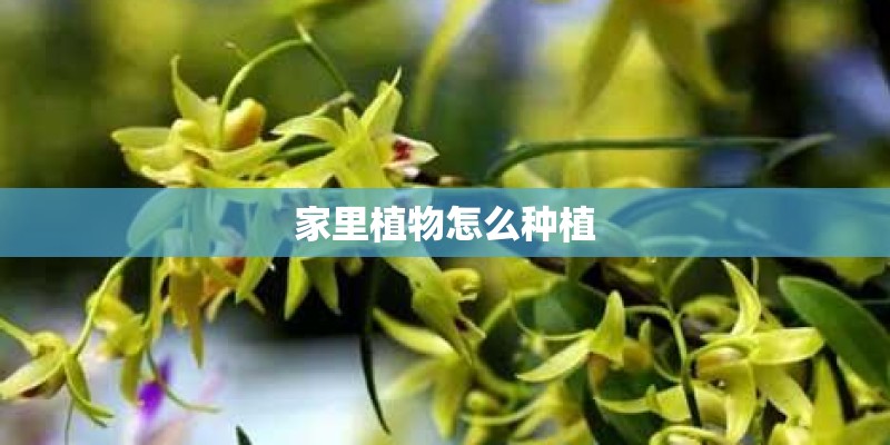 家里植物怎么种植 家里植物怎么种植