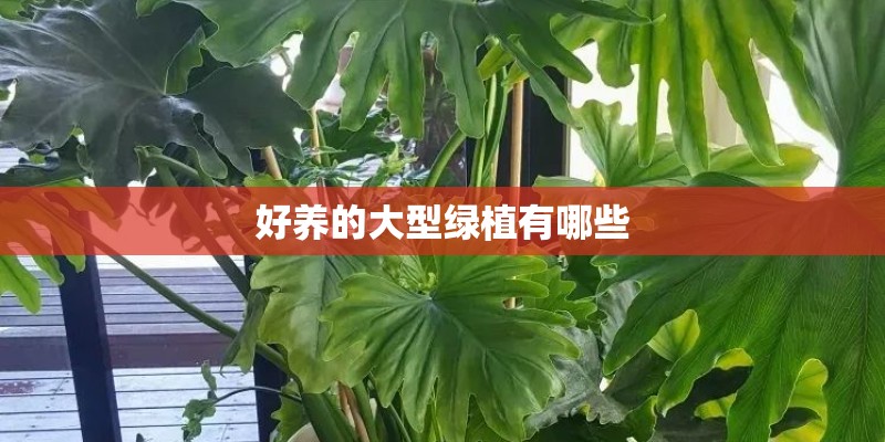好养的大型绿植有哪些