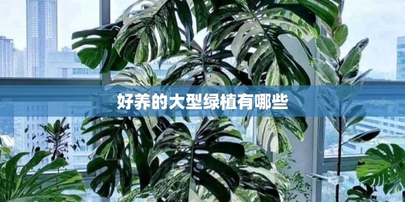好养的大型绿植有哪些