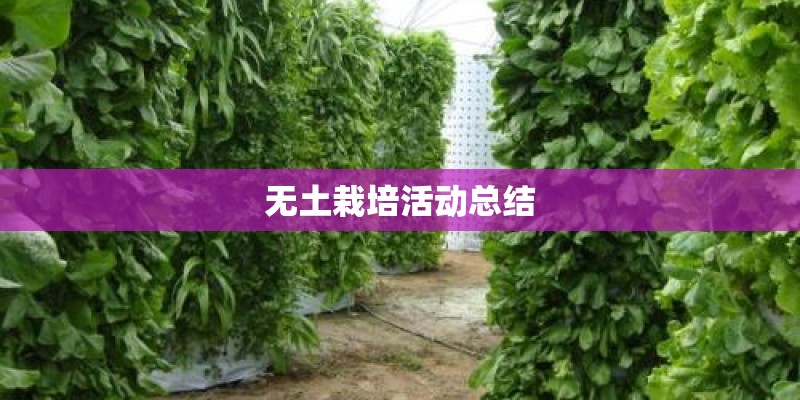 无土栽培活动总结