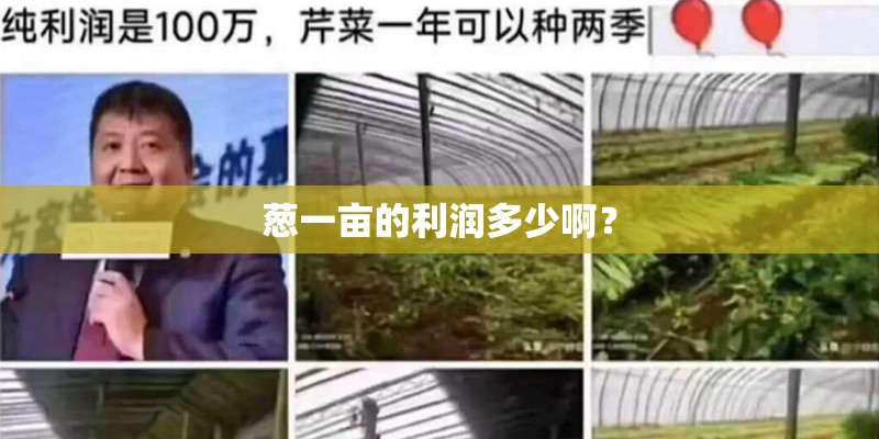 葱一亩的利润多少啊？