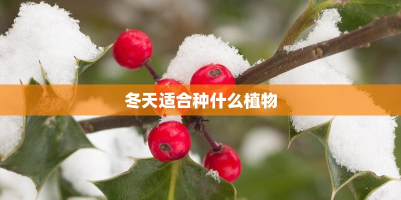 冬天适合种什么植物
