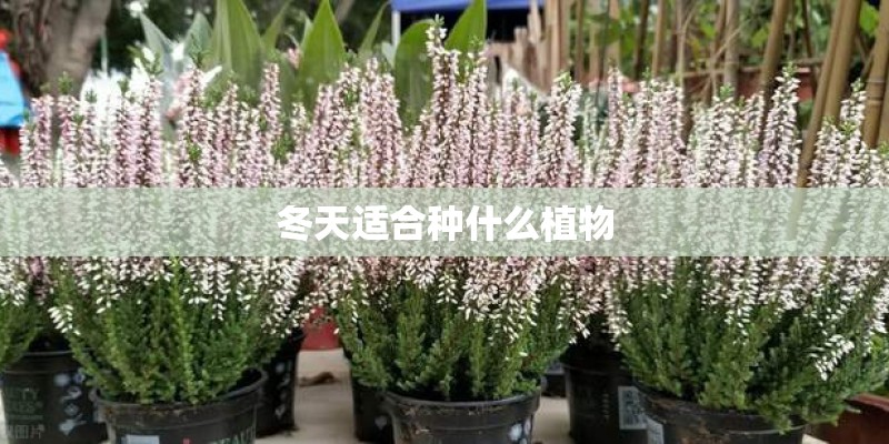 冬天适合种什么植物
