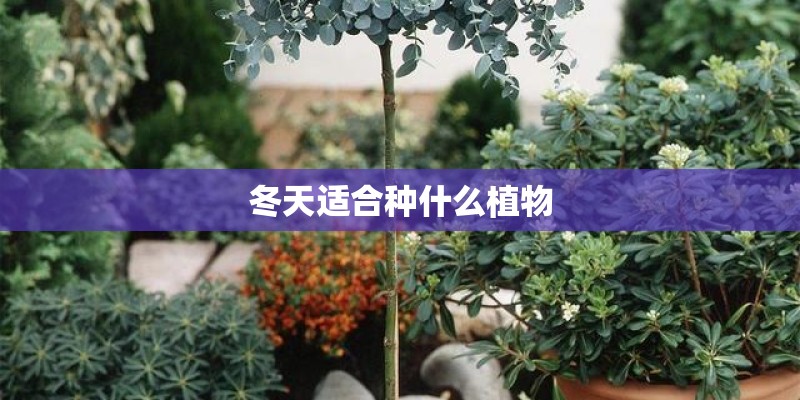 冬天适合种什么植物