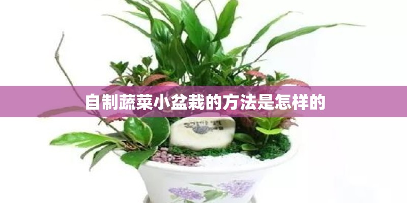 自制蔬菜小盆栽的方法是怎样的