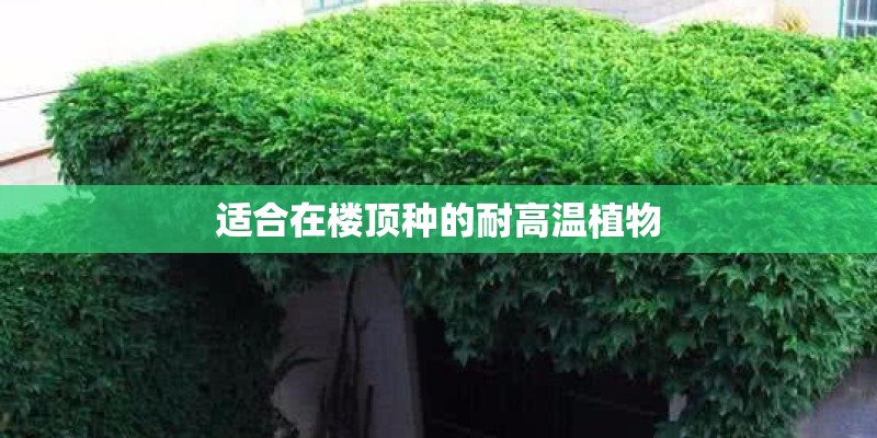 适合在楼顶种的耐高温植物