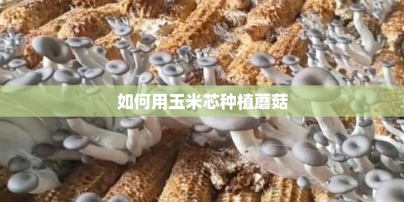 如何用玉米芯种植蘑菇