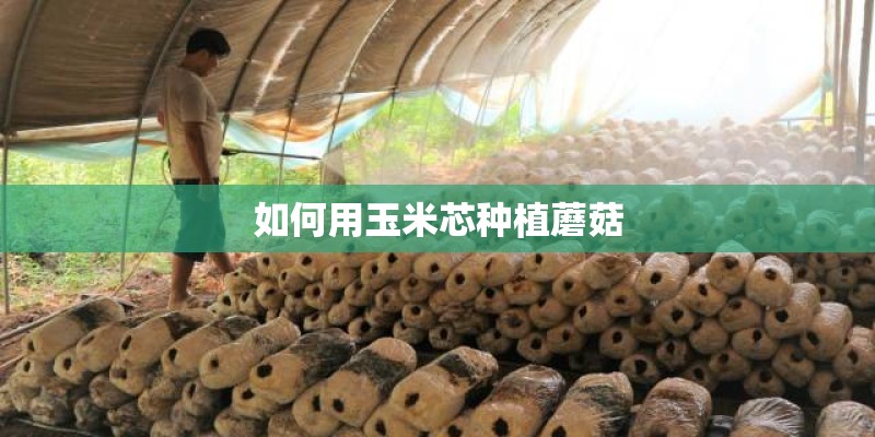 如何用玉米芯种植蘑菇