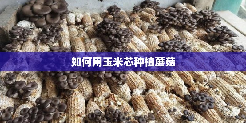 如何用玉米芯种植蘑菇