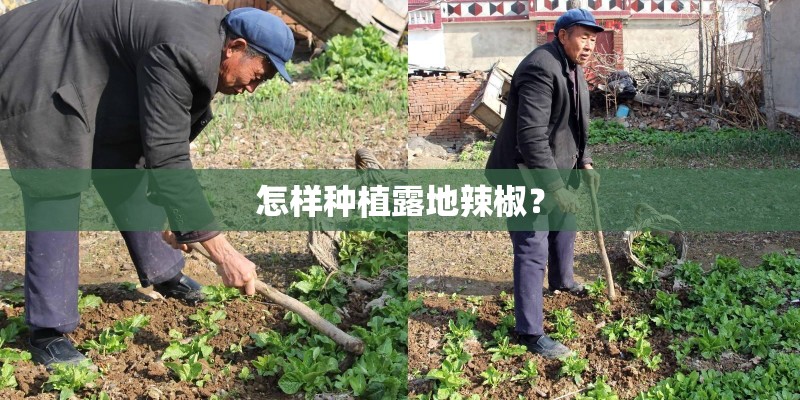 怎样种植露地辣椒? 怎样种植露地辣椒?