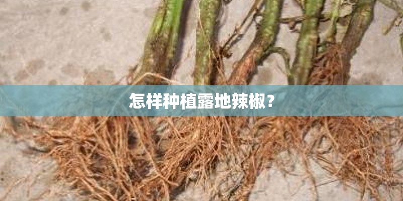怎样种植露地辣椒? 怎样种植露地辣椒?