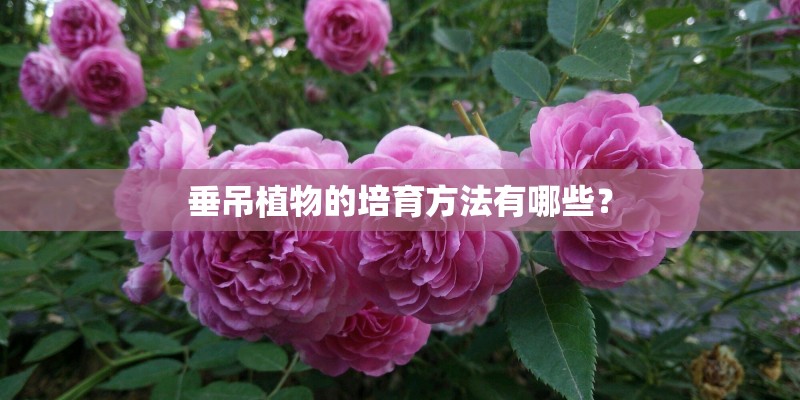 垂吊植物的培育方法有哪些？