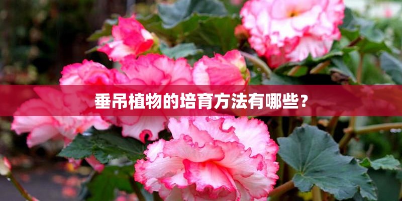 垂吊植物的培育方法有哪些？
