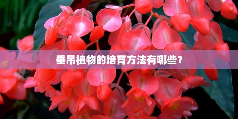 垂吊植物的培育方法有哪些？