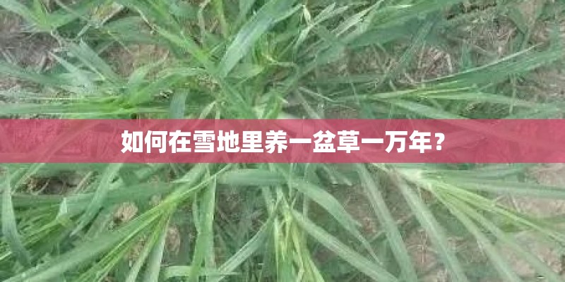 如何在雪地里养一盆草一万年？