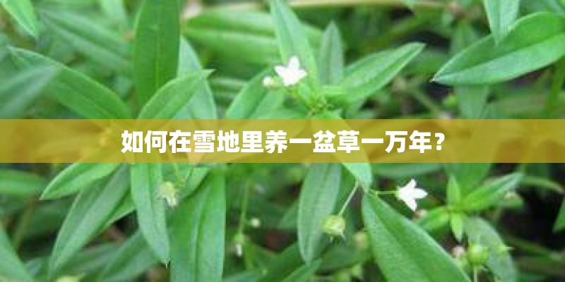 如何在雪地里养一盆草一万年？