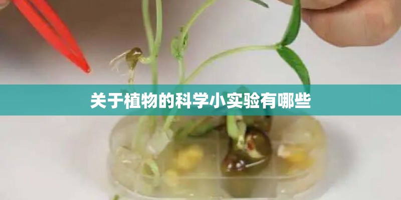 关于植物的科学小实验有哪些 关于植物的科学小实验有哪些