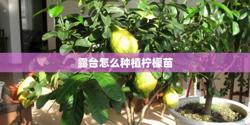 露台怎么种植柠檬苗 露台怎么种植柠檬苗