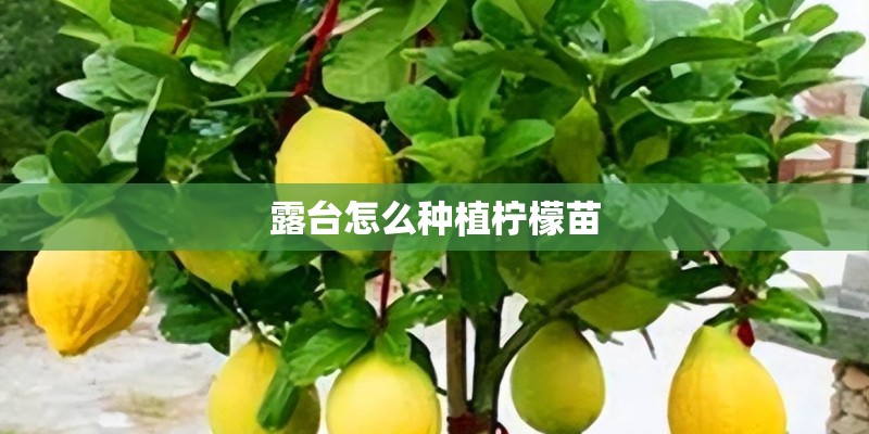 露台怎么种植柠檬苗 露台怎么种植柠檬苗