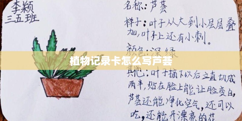 植物记录卡怎么写芦荟