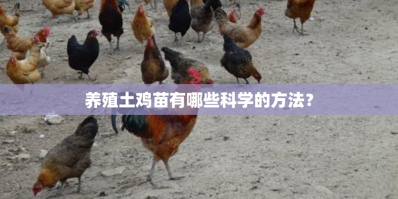 养殖土鸡苗有哪些科学的方法？