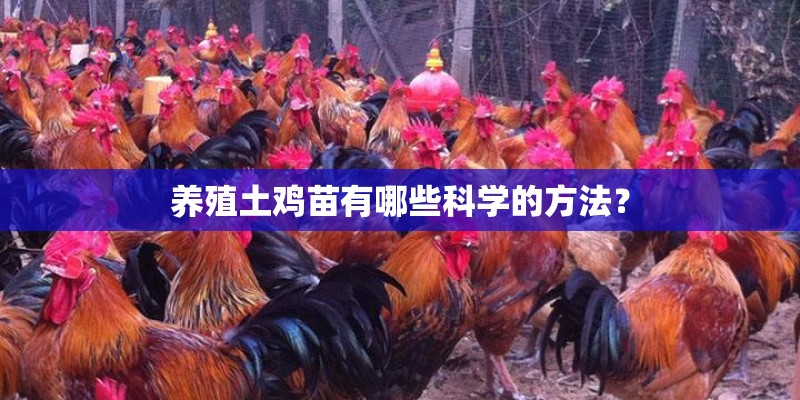 养殖土鸡苗有哪些科学的方法？