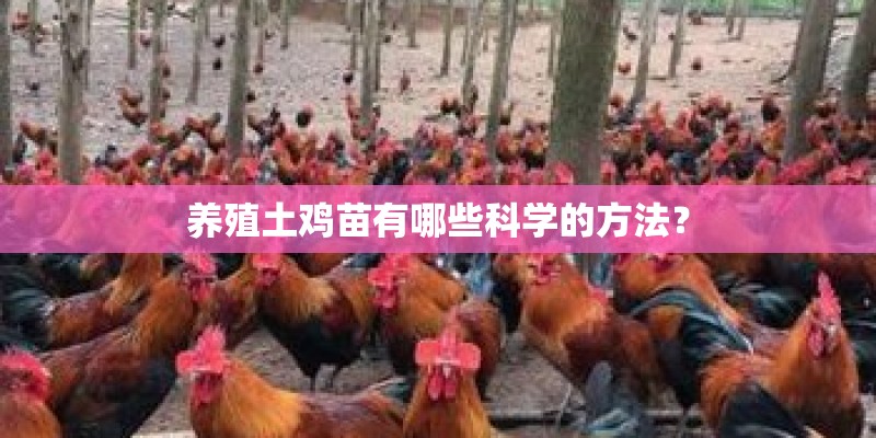 养殖土鸡苗有哪些科学的方法？