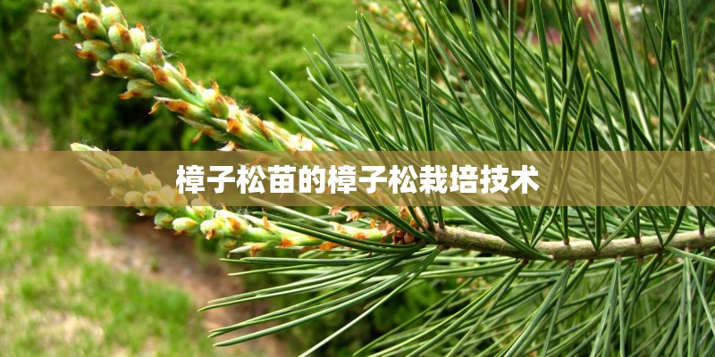 樟子松苗的樟子松栽培技术
