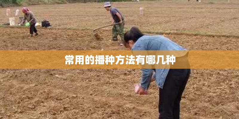 常用的播种方法有哪几种