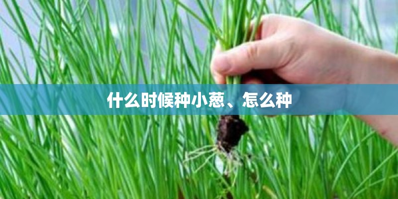 什么时候种小葱、怎么种