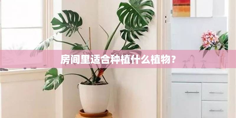 房间里适合种植什么植物？