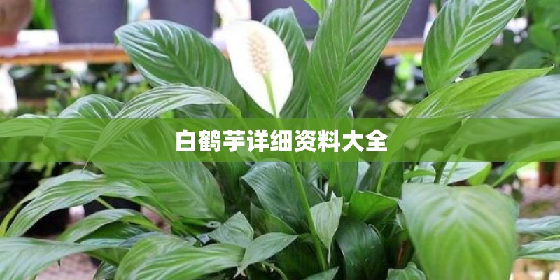 politic 和 political的区别
