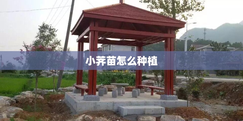 小荠苗怎么种植