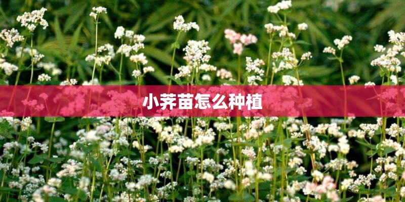 小荠苗怎么种植