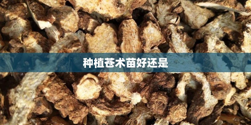 种植苍术苗好还是