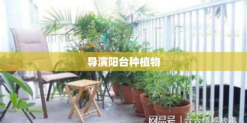 导演阳台种植物