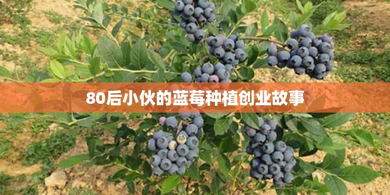 80后小伙的蓝莓种植创业故事