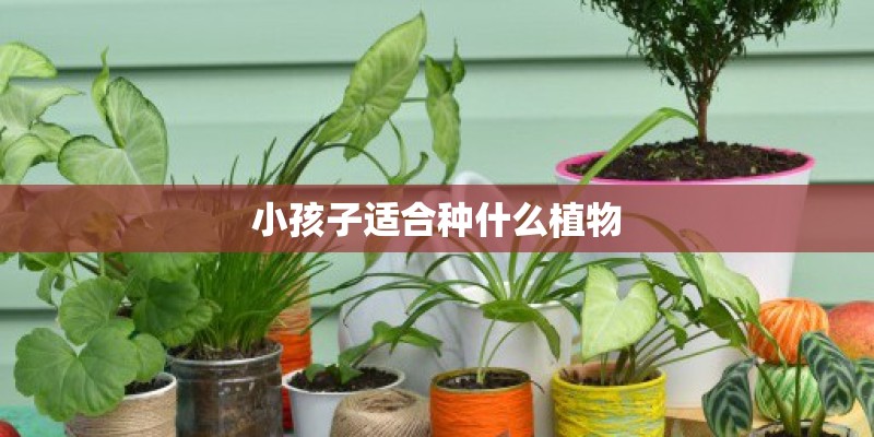 小孩子适合种什么植物