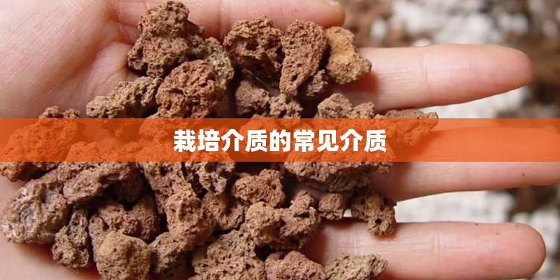 栽培介质的常见介质