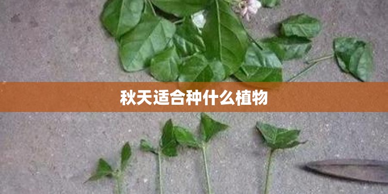 秋天适合种什么植物