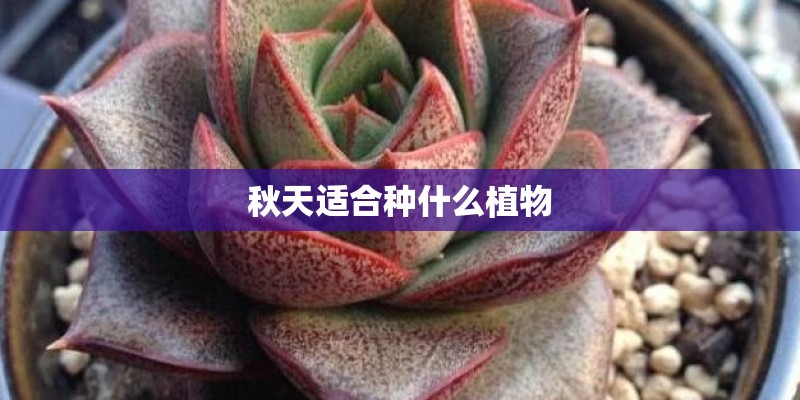 秋天适合种什么植物
