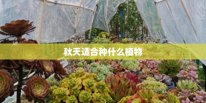 秋天适合种什么植物