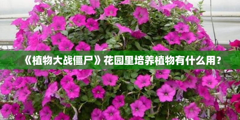 《植物大战僵尸》花园里培养植物有什么用？