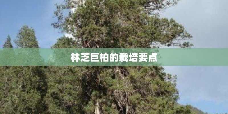 半枝莲种子怎么种