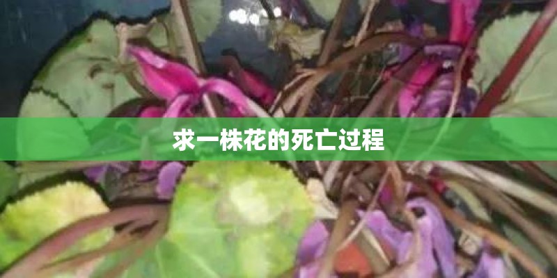 求一株花的死亡过程