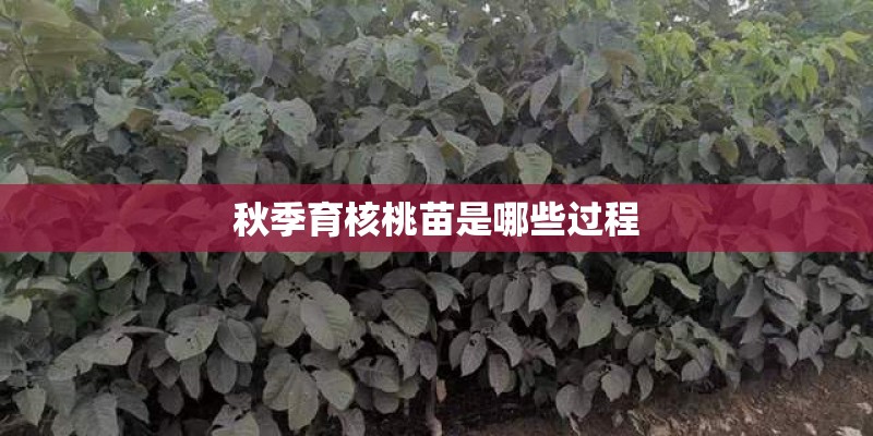 秋季育核桃苗是哪些过程