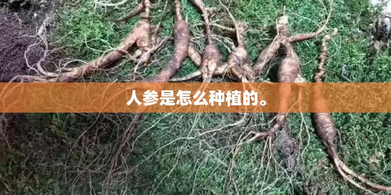人参是怎么种植的。