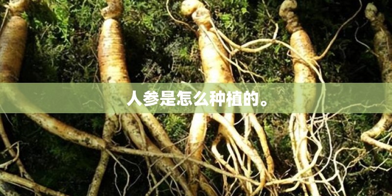 人参是怎么种植的。